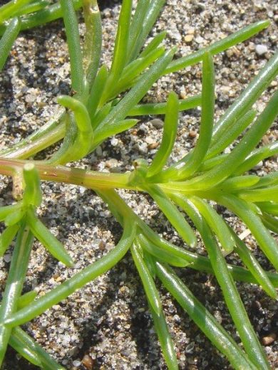 Salsola komarovii (Salicorne Japonaise, Okahijiki) Graines