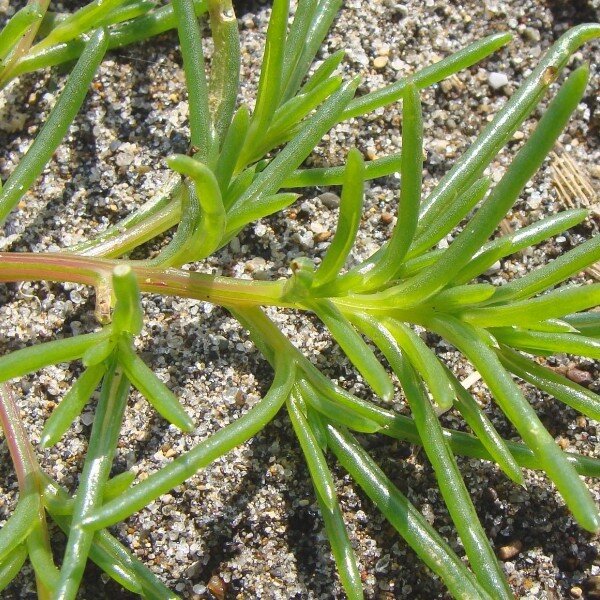 Salsola komarovii (Salicorne Japonaise, Okahijiki) Graines