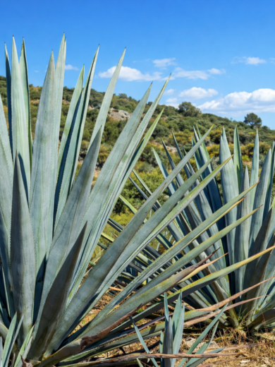 Agave bleu à Tequila (Agave tequilana) Plant