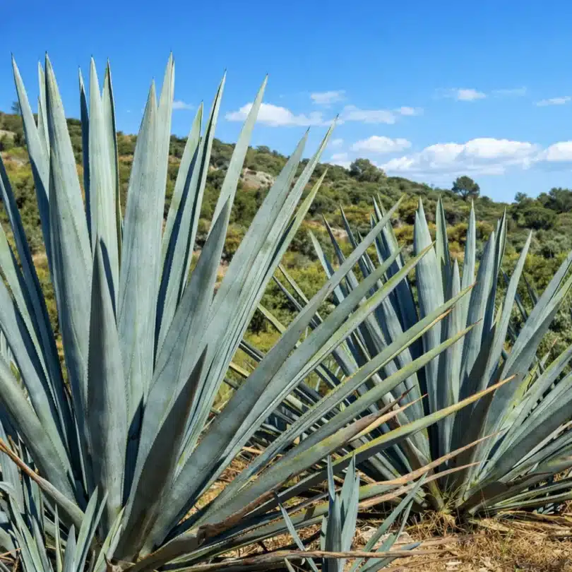 Agave bleu à Tequila (Agave tequilana) Plant