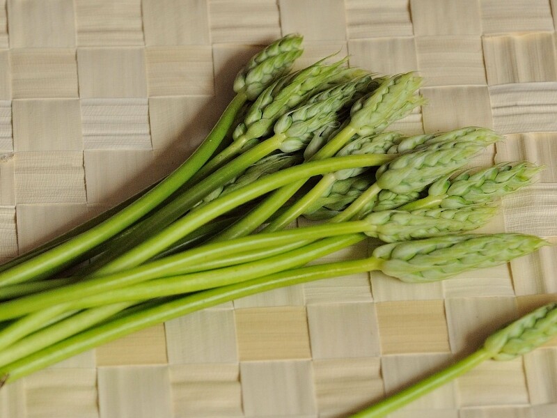 asperge-des-bois-1