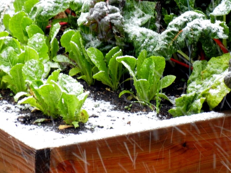 Box Cadeau pour semer des légumes originaux