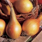 Oignon 'Jaune de Mulhouse' (Variété régonale) Graines