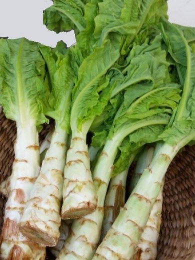 Laitue Asperge (Celtuce) Graines