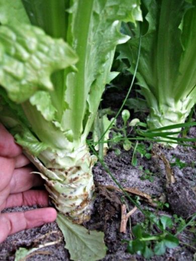 Laitue Asperge (Celtuce) Graines