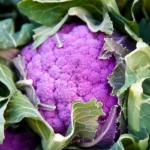 Chou-fleur 'Violetto di Sicilia' (Variété traditionnelle de Sicile) Graines