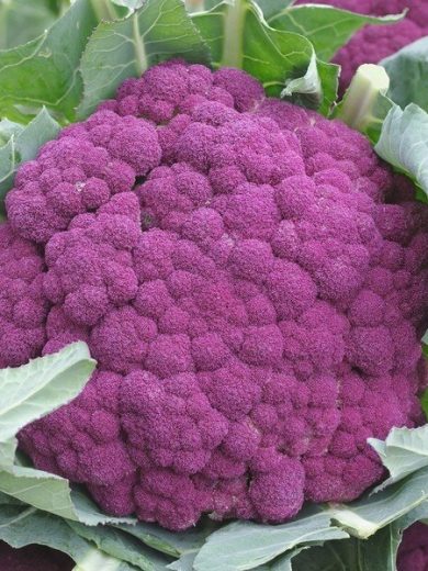 Chou-Fleur 'Violetto di Sicilia' (Variété traditionnelle de Sicile) Graines – Image 3