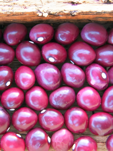 Haricot 'Coco de la Meuse' (Variété Lorraine) Graines