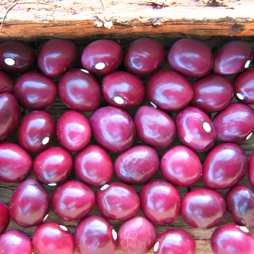 Haricot 'Coco de la Meuse' (Variété Lorraine) Graines