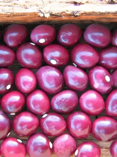 Haricot 'Coco de la Meuse' (Variété Lorraine) Graines