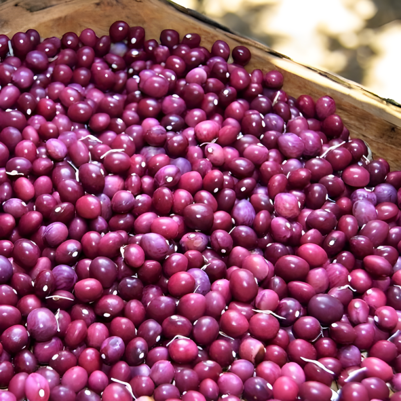 Haricot 'Coco de la Meuse' (Variété Lorraine) Graines – Image 2