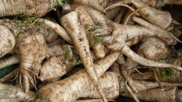 Fabriquer vos propres nouilles de Konjac à partir du tubercule, étape par  étape ! - Alsagarden