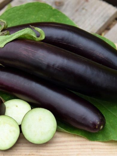 Aubergine de Barbentane (Variété traditionnelle) Graines