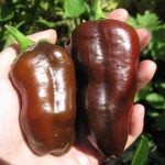 Poivron doux 'Chocolat' (Variété originale) Graines