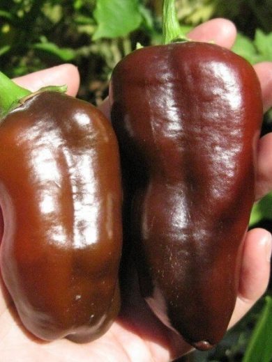 Poivron doux 'Chocolat' (Variété originale) Graines