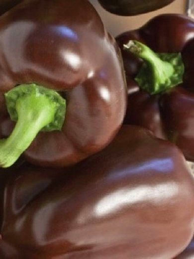 Poivron doux 'Chocolat' (Variété originale) Graines