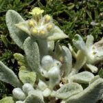 Thé Grec des Montagnes (Sideritis syriaca) Graines