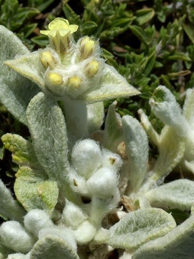 Thé Grec des Montagnes (Sideritis syriaca) Graines