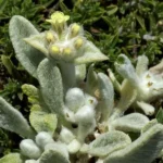 Thé Grec des Montagnes (Sideritis syriaca) Graines