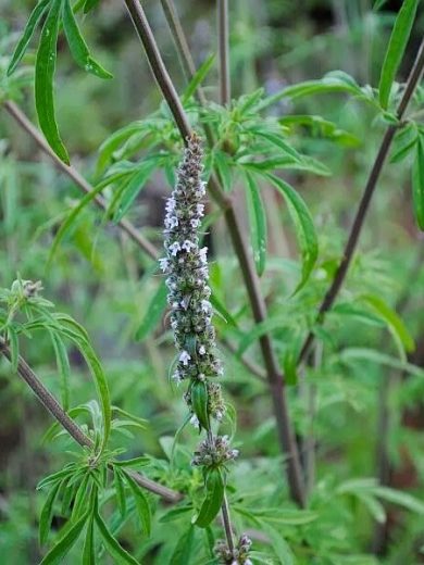 Schizonepeta tenuifolia (Herbe à chat Japonaise) Graines