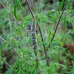 Schizonepeta tenuifolia (Herbe à chat Japonaise) Graines