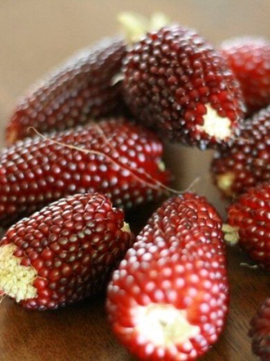 Maïs Fraise Popcorn (Variété originale) Graines