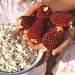 Maïs Fraise Popcorn (Variété originale) Graines