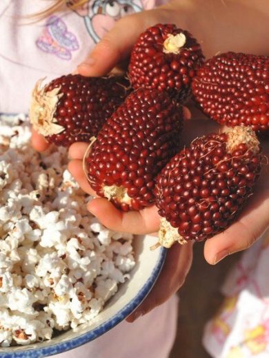 Maïs Fraise Popcorn (Variété originale) Graines