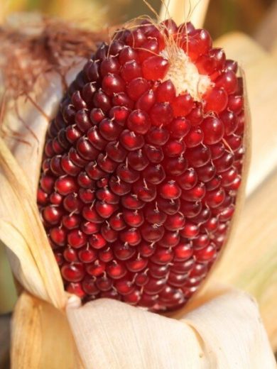 Maïs Fraise Popcorn (Variété originale) Graines