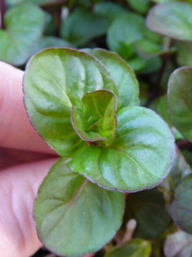 Menthe orange (Saveurs agrumes) Plant