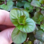 Menthe orange (Saveurs agrumes) Plant