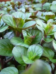 Menthe orange (Saveurs agrumes) Plant