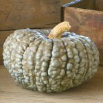 Potiron courge 'Marina di Chioggia' (Variété italienne) Graines