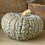 Potiron courge 'Marina di Chioggia' (Variété italienne) Graines