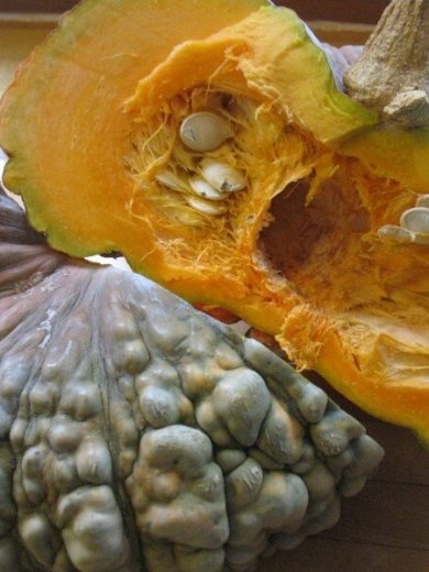 Potiron courge 'Marina di Chioggia' (Variété italienne) Graines