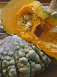 Potiron courge 'Marina di Chioggia' (Variété italienne) Graines