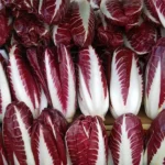 Chicorée 'Trevise Rouge' (Variété italienne) Graines