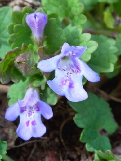 Lierre terrestre (Glechoma hederacea) Graines