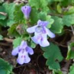Lierre terrestre (Glechoma hederacea) Graines