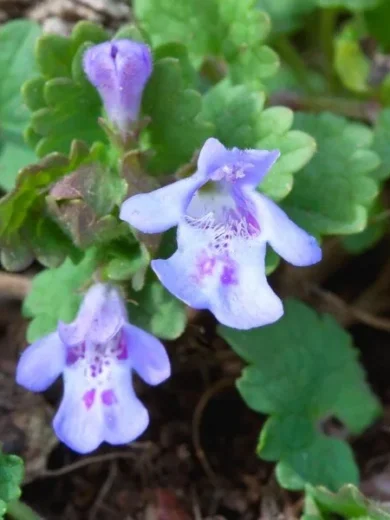 Lierre terrestre (Glechoma hederacea) Graines