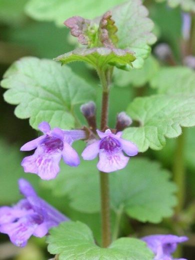 Lierre terrestre (Glechoma hederacea) Graines