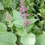 Stachys sylvatica (Epiaire des bois, goût de cèpe) Graines