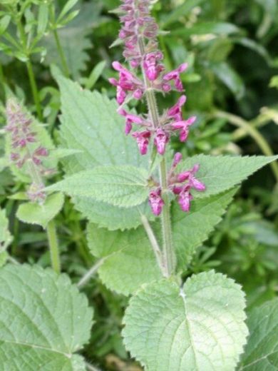 Stachys sylvatica (Epiaire des bois, goût de cèpe) Graines