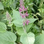 Stachys sylvatica (Epiaire des bois, goût de cèpe) Graines
