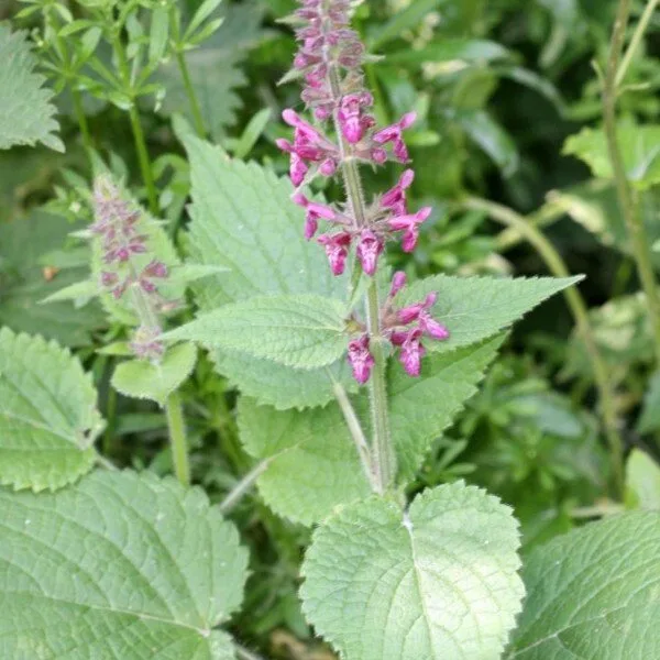Stachys sylvatica (Epiaire des bois, goût de cèpe) Graines