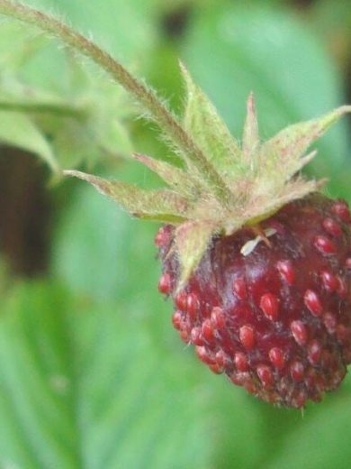 Fraise Capron (Fragaria moschata) Graines