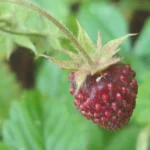 Fraise Capron (Fragaria moschata) Graines