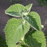 Citronnelle d'Australie (Plectranthus species) Plant