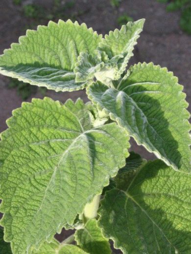 Citronnelle d'Australie (Plectranthus species) Plant