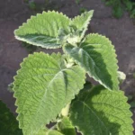 Citronnelle d'Australie (Plectranthus species) Plant
